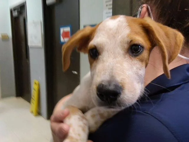 A baby small-sized male Australian Cattle Dog / Blue Heeler dog named Gopher for adoption in Tulsa, OK