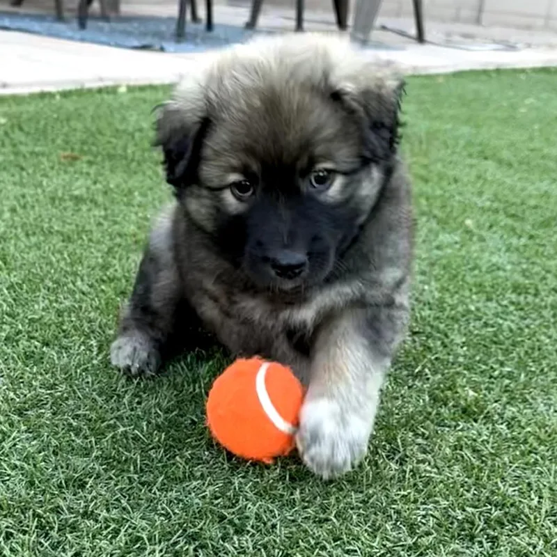 A baby medium-sized female Black Australian Shepherd dog named Ash for adoption in Phoenix, AZ