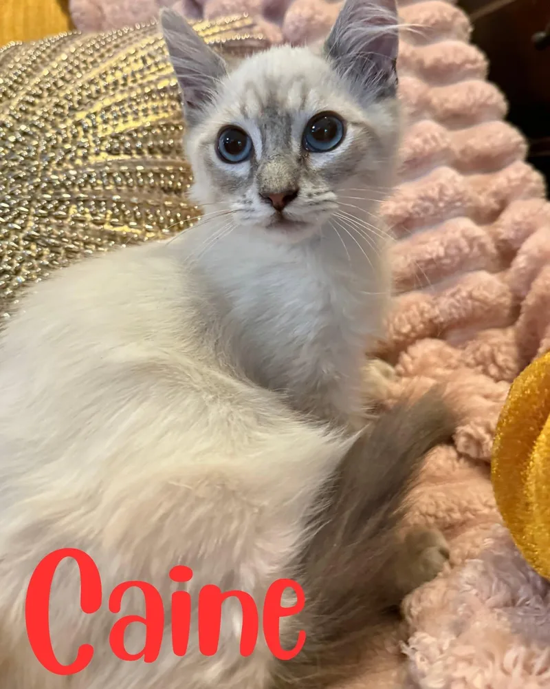 A baby medium-sized male Gray & White Domestic Long Hair cat named Caine for adoption in Hollister, CA