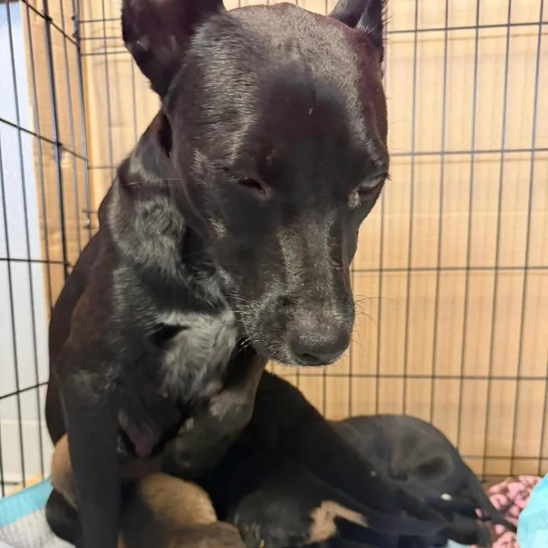 An adult medium-sized female Black Labrador Retriever dog named Sky for adoption in Grand Junction, CO