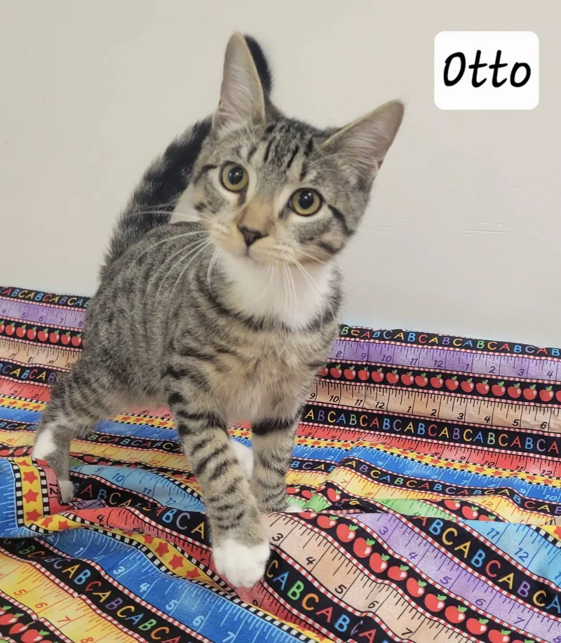 A young medium-sized male Domestic Short Hair cat named Otto for adoption in LaPlace, LA