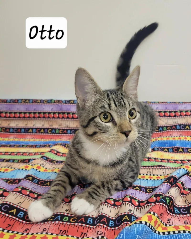 Otto thumbnail 2