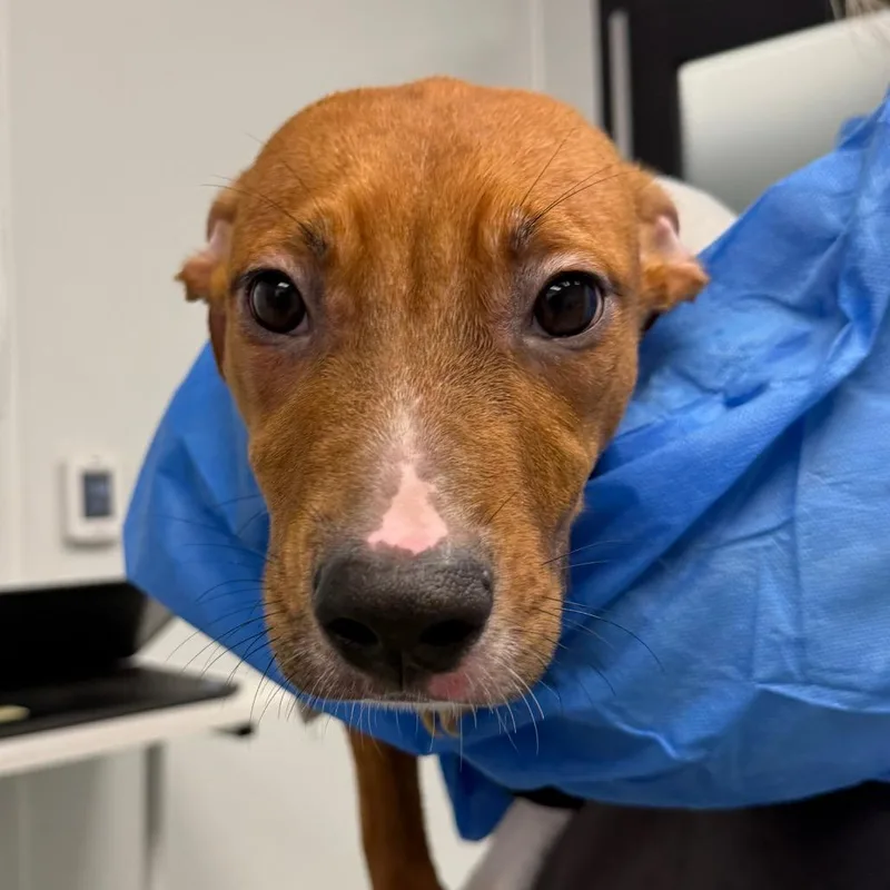 A baby medium-sized male Brown / Chocolate Terrier dog named Billy for adoption in Abilene, TX