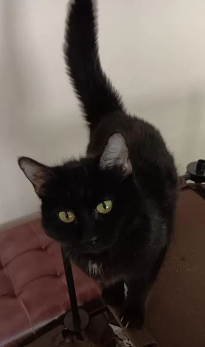 An adult medium-sized female Domestic Short Hair cat named Cuddles $ for adoption in Seneca, SC