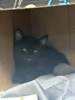 A baby small-sized female Domestic Short Hair cat named Potato for adoption in Largo, FL