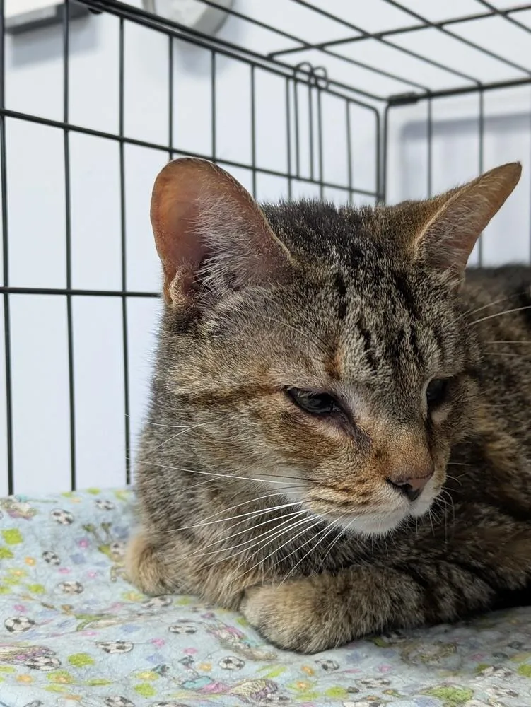 An adult small-sized female Brown / Chocolate Domestic Short Hair cat named Dorothy for adoption in Raleigh, NC