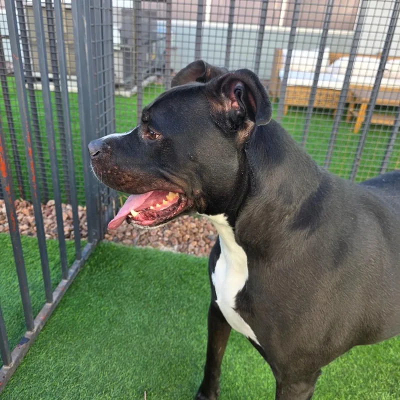 An adult large-sized male Pit Bull Terrier dog named Onyx for adoption in Las Vegas, NV