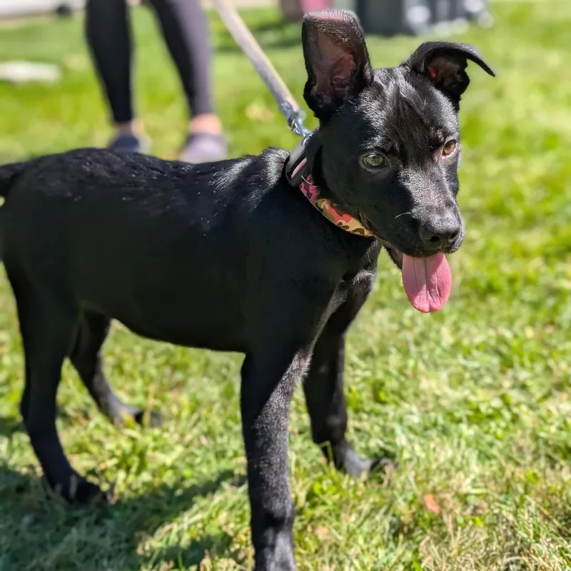 A baby small-sized female Mixed Breed dog named Imani for adoption in Thomaston, ME