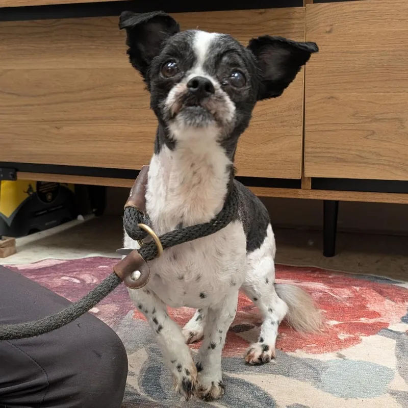 An adult small-sized male Black Shih Tzu dog named Bruno for adoption in Birdsboro, PA