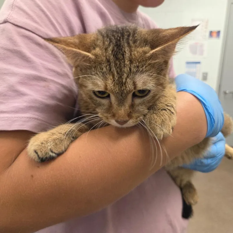 An adult medium-sized female Brown / Chocolate Domestic Short Hair cat named Special for adoption in Chattanooga, TN