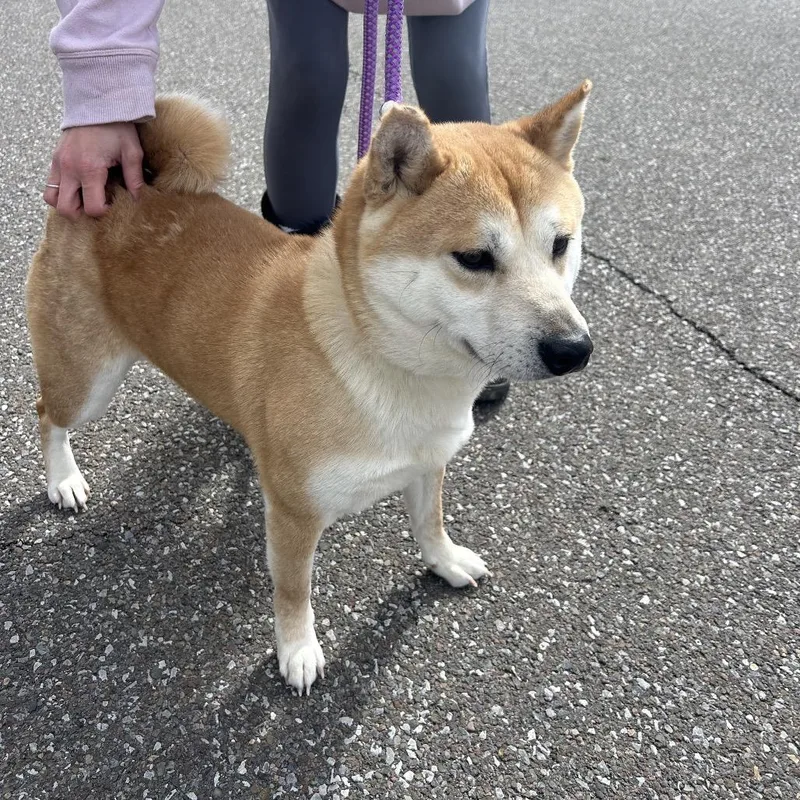 An adult small-sized male Yellow / Tan / Blond / Fawn Shiba Inu dog named Tim Tam for adoption in Binghamton, NY