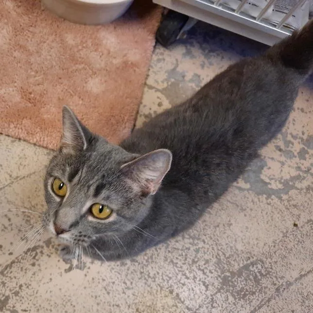 An adult medium-sized female Domestic Short Hair cat named Delilah for adoption in Pottsville, PA