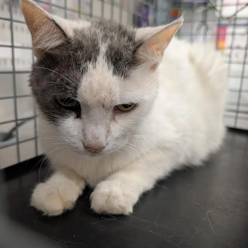 A senior medium-sized female White Domestic Short Hair cat named Puddin for adoption in League City, TX
