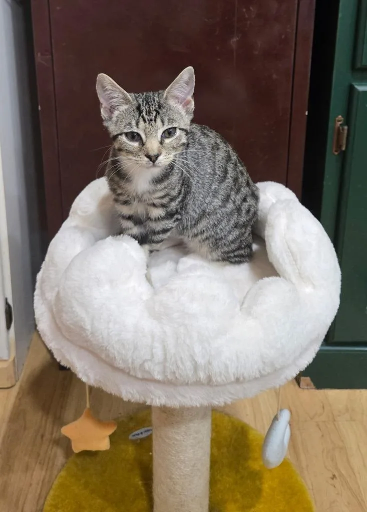 A baby medium-sized female Domestic Short Hair cat named Soul for adoption in Lancaster, PA
