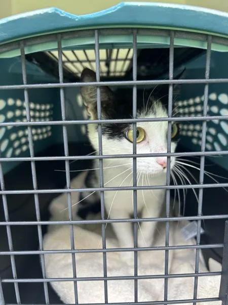 A young medium-sized female Domestic Short Hair cat named Madison for adoption in Virginia Beach, VA