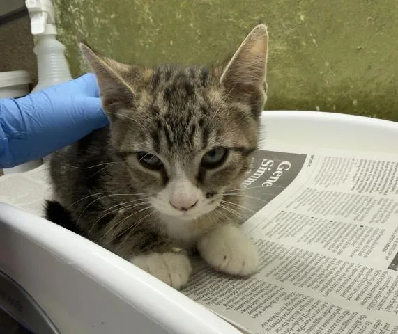 A baby small-sized male Domestic Short Hair cat named Koi for adoption in Riverside, CA