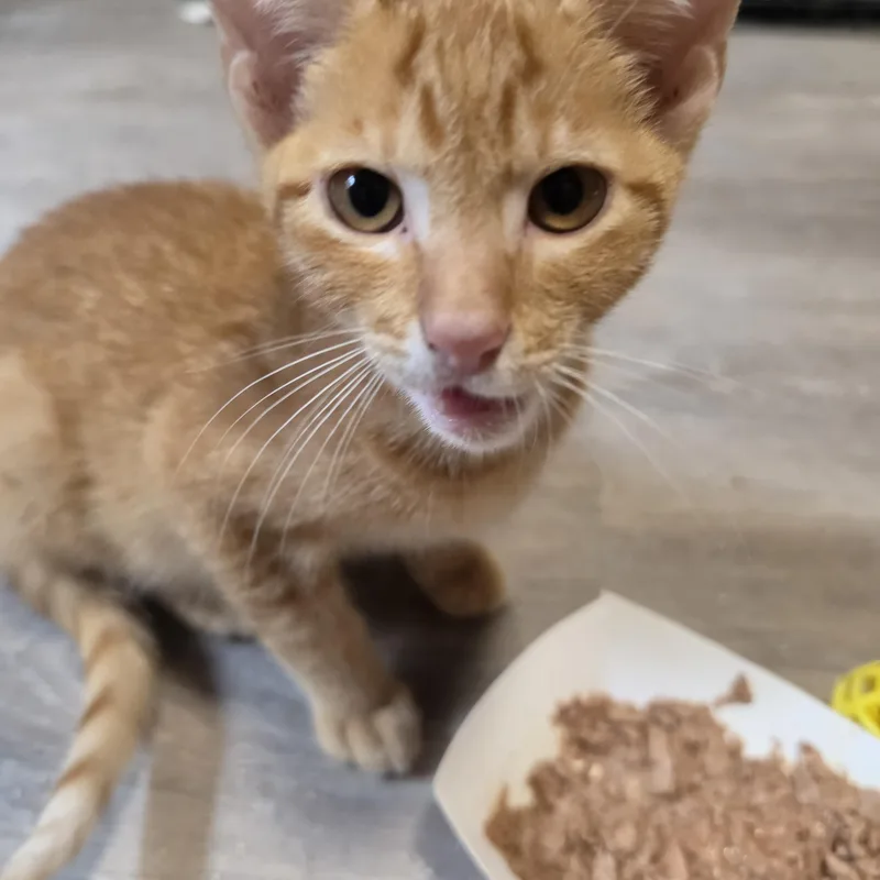 A baby small-sized male Orange & White Tabby cat named Sumac for adoption in Lawrenceville, GA