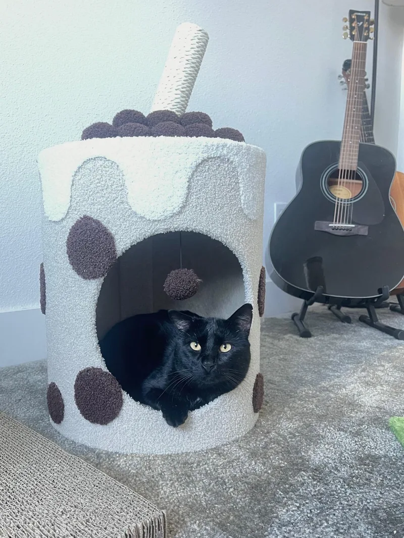 A young medium-sized male Black Domestic Short Hair cat named Boba for adoption in San Francisco, CA