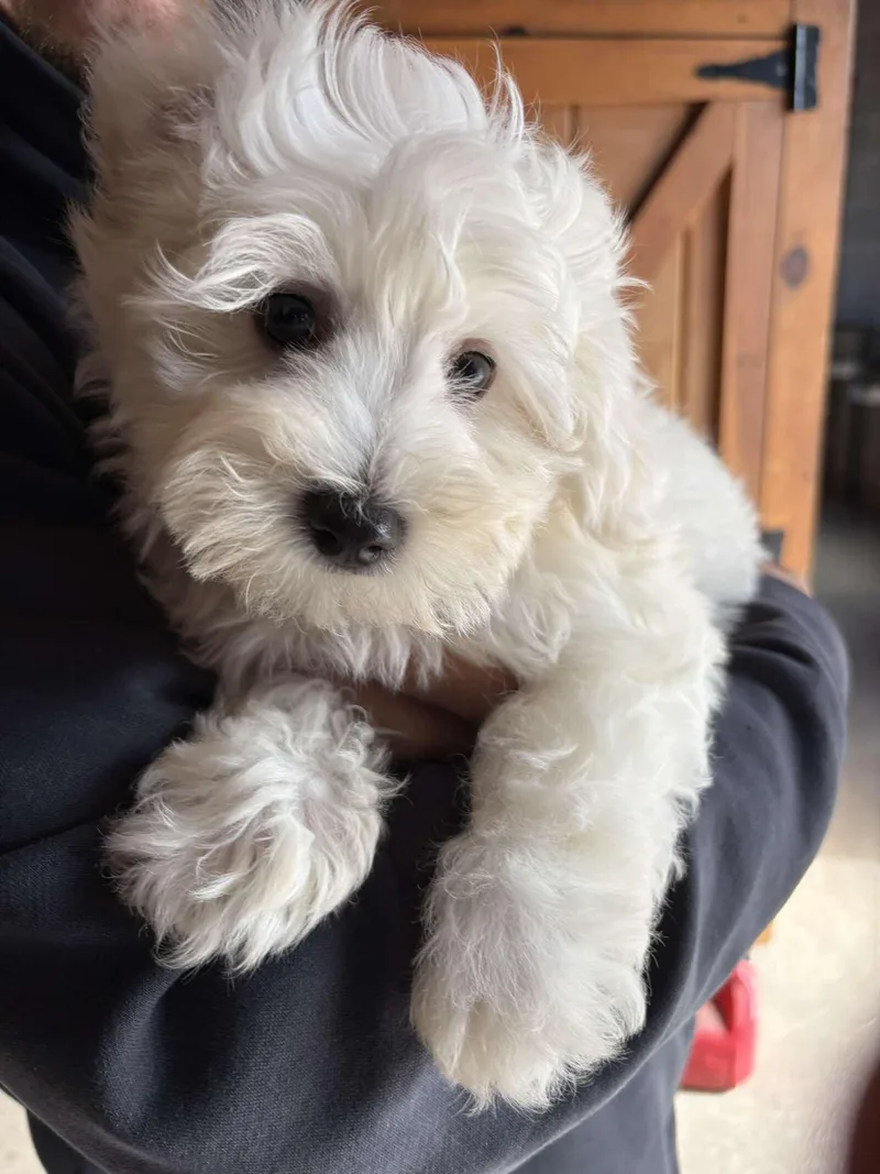 Casper
