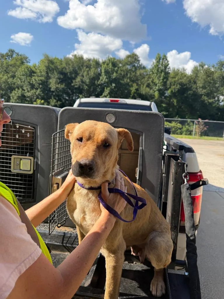 A young large-sized female Labrador Retriever dog named Mary Lou for adoption in Nacogdoches, TX