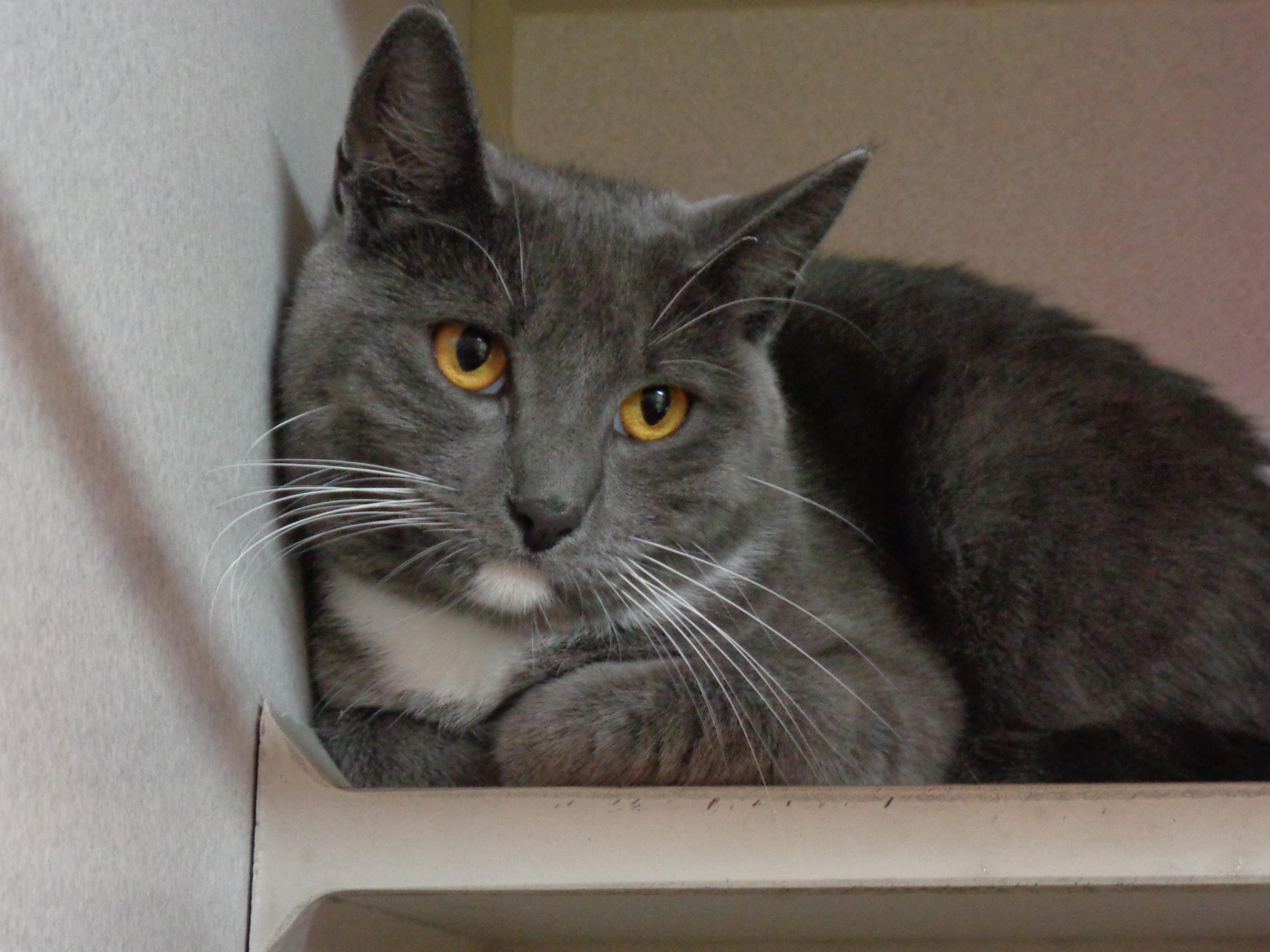 A young small-sized female Gray & White Domestic Short Hair cat named Dixie for adoption in Delhi, NY