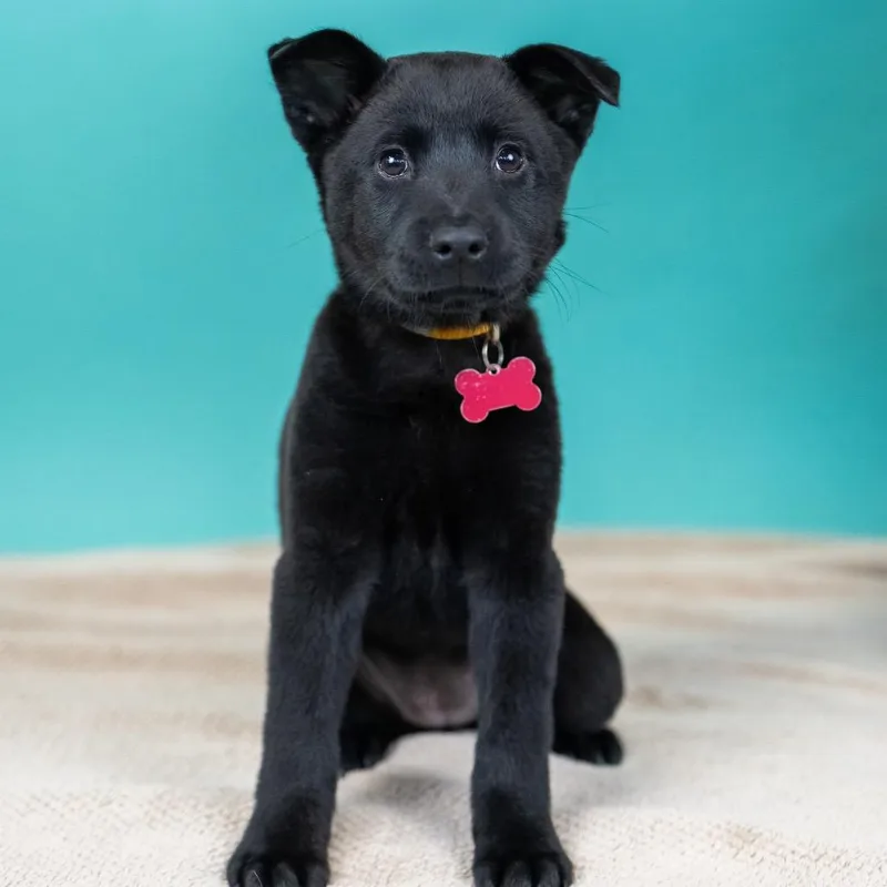 A baby medium-sized female Black Mixed Breed dog named Mocha for adoption in Portland, OR