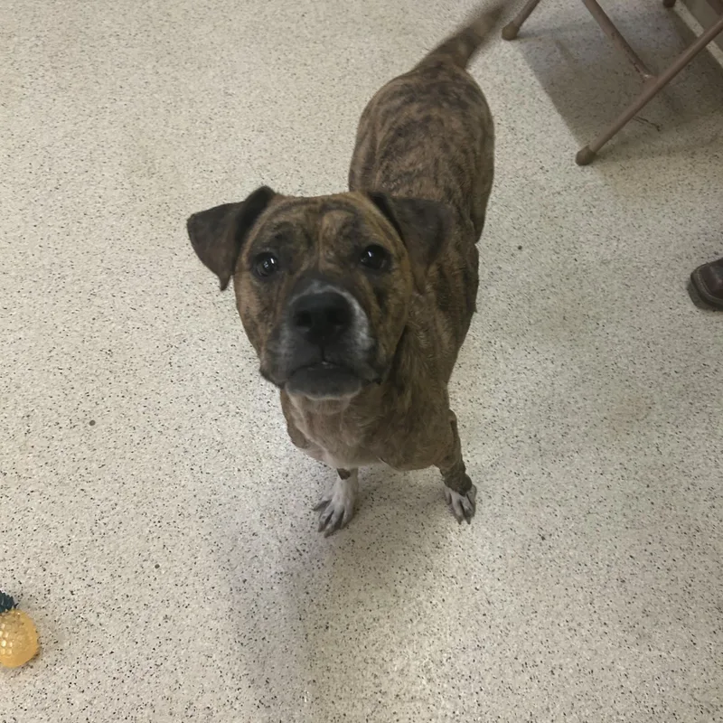 A young medium-sized female Boxer dog named Gabriella for adoption in Muncie, IN