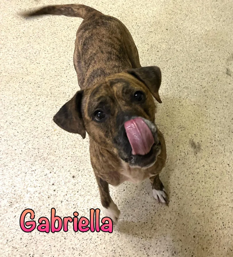 Gabriella thumbnail 4