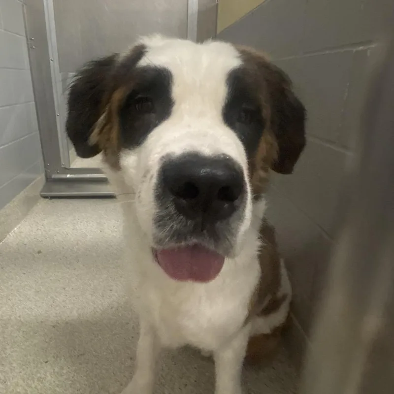 A young large-sized male White / Cream Mixed Breed dog named Po for adoption in Jacksonville, FL