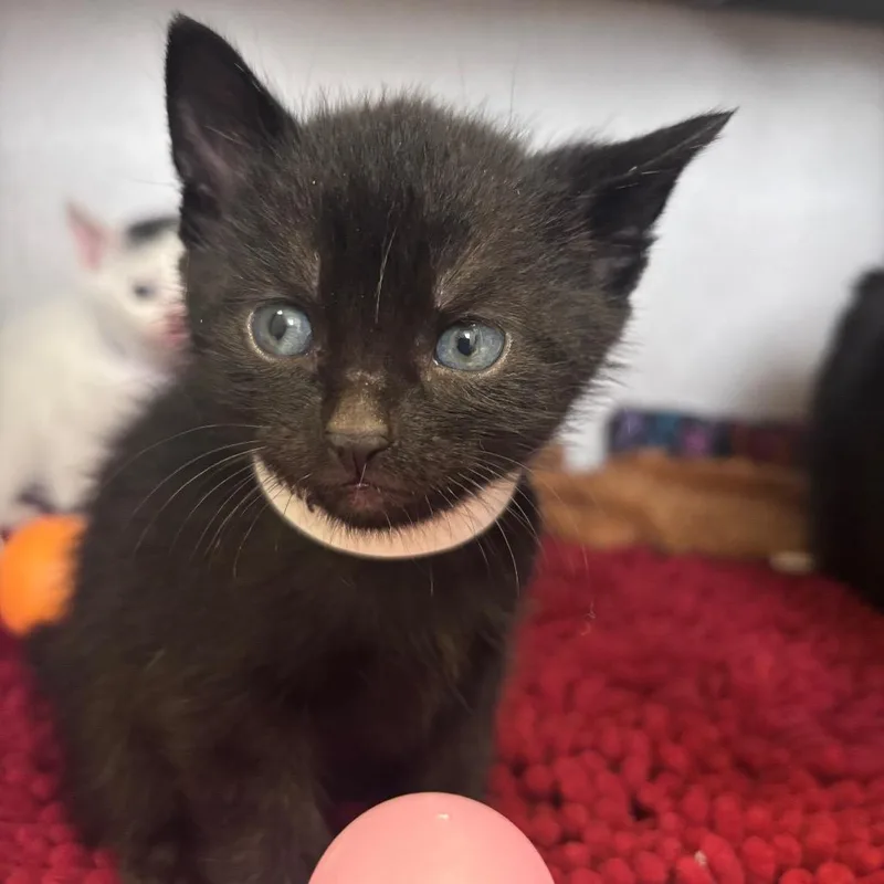 A baby small-sized male Black Domestic Short Hair cat named Prince Phillip for adoption in Santa Barbara, CA