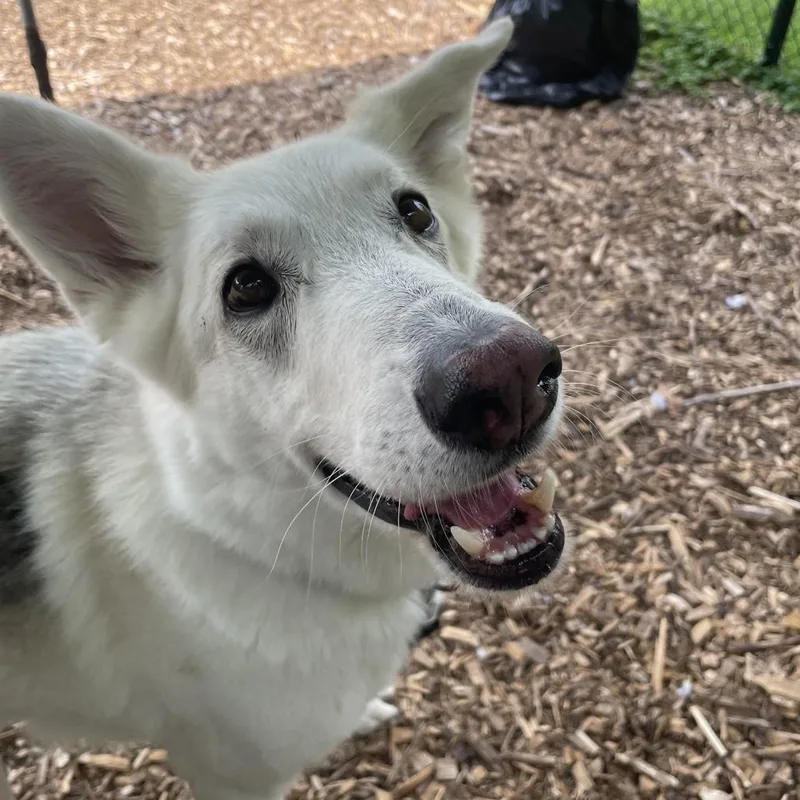 Heidi