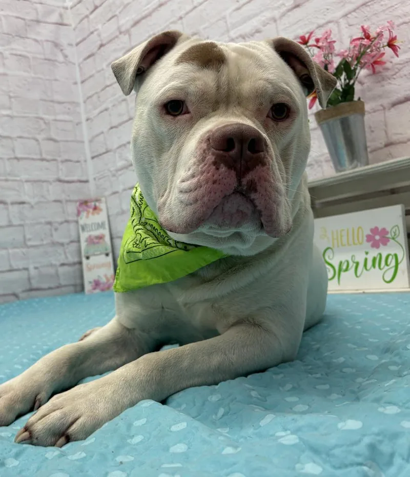 An adult large-sized male Mixed Breed dog named Coconut Shrimp for adoption in Detroit, MI