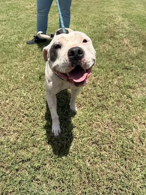 A young large-sized female Pit Bull Terrier dog named Lola for adoption in Corpus Christi, TX