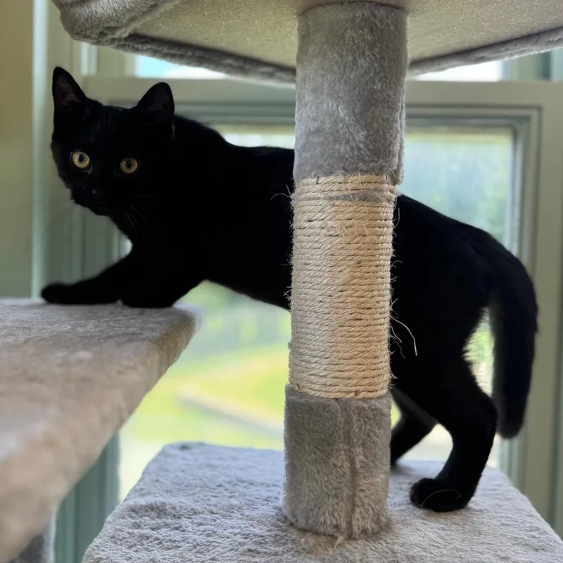 A baby medium-sized male Domestic Short Hair cat named Empanada for adoption in Easton, PA