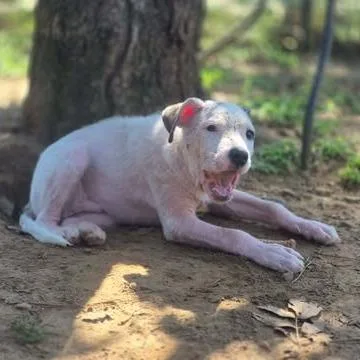 Ted