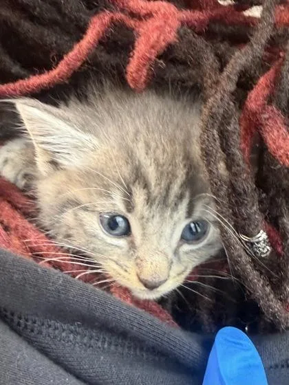 A baby small-sized male Domestic Short Hair cat named Daz for adoption in West Chester, PA
