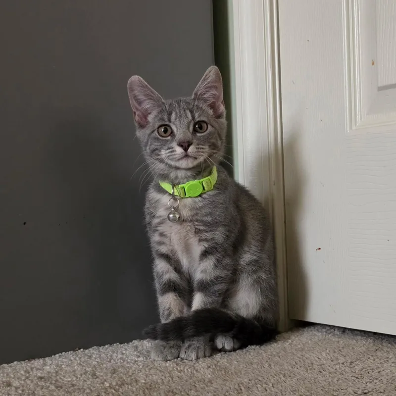 A baby medium-sized female Gray / Blue / Silver Domestic Short Hair cat named Bonk for adoption in Manchester, MD