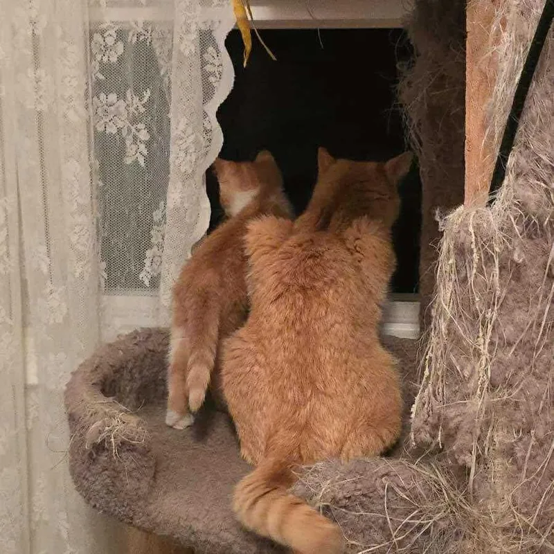 Clementine thumbnail 2