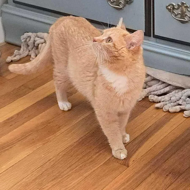 Clementine thumbnail 3