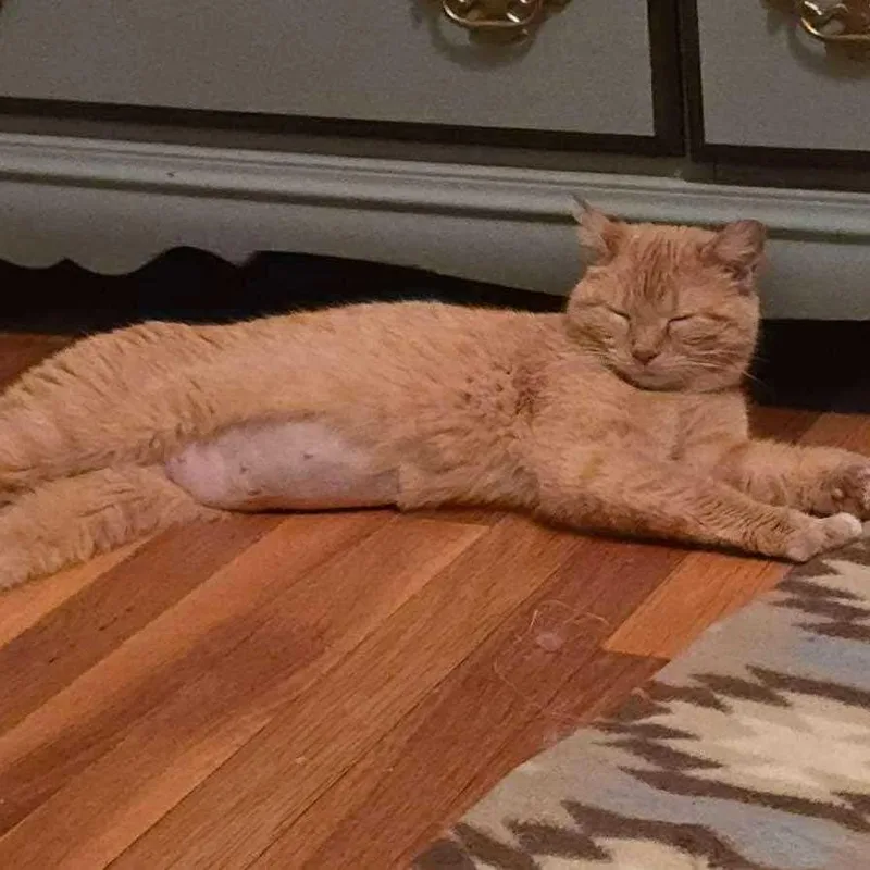 Clementine thumbnail 4