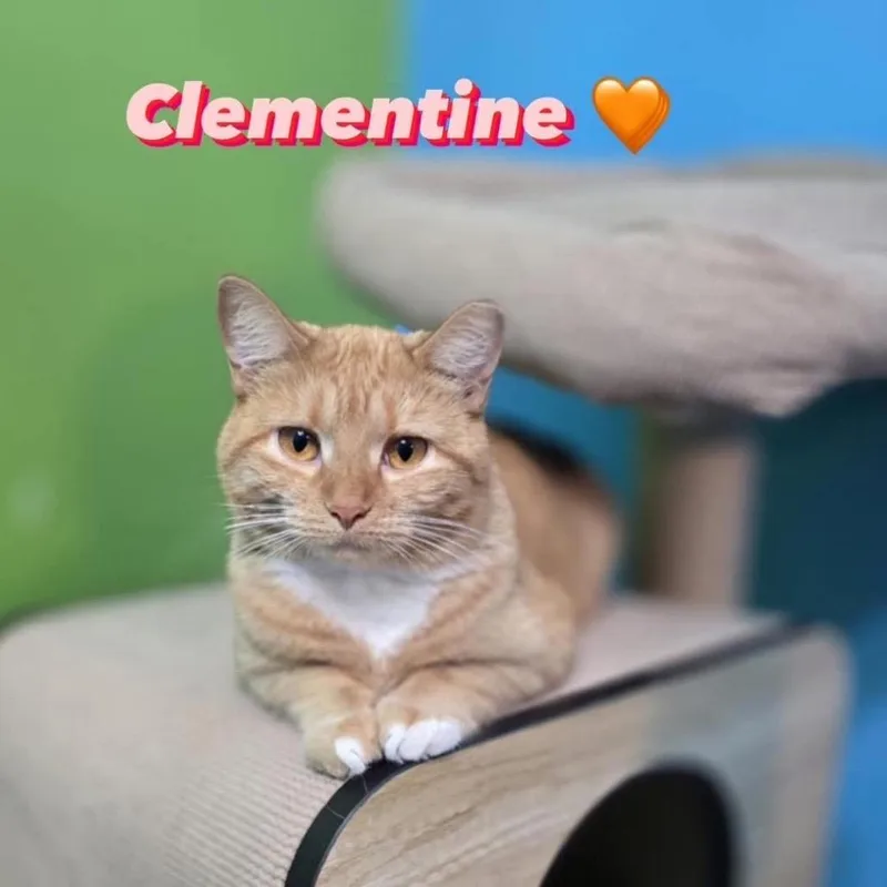 Clementine thumbnail 5