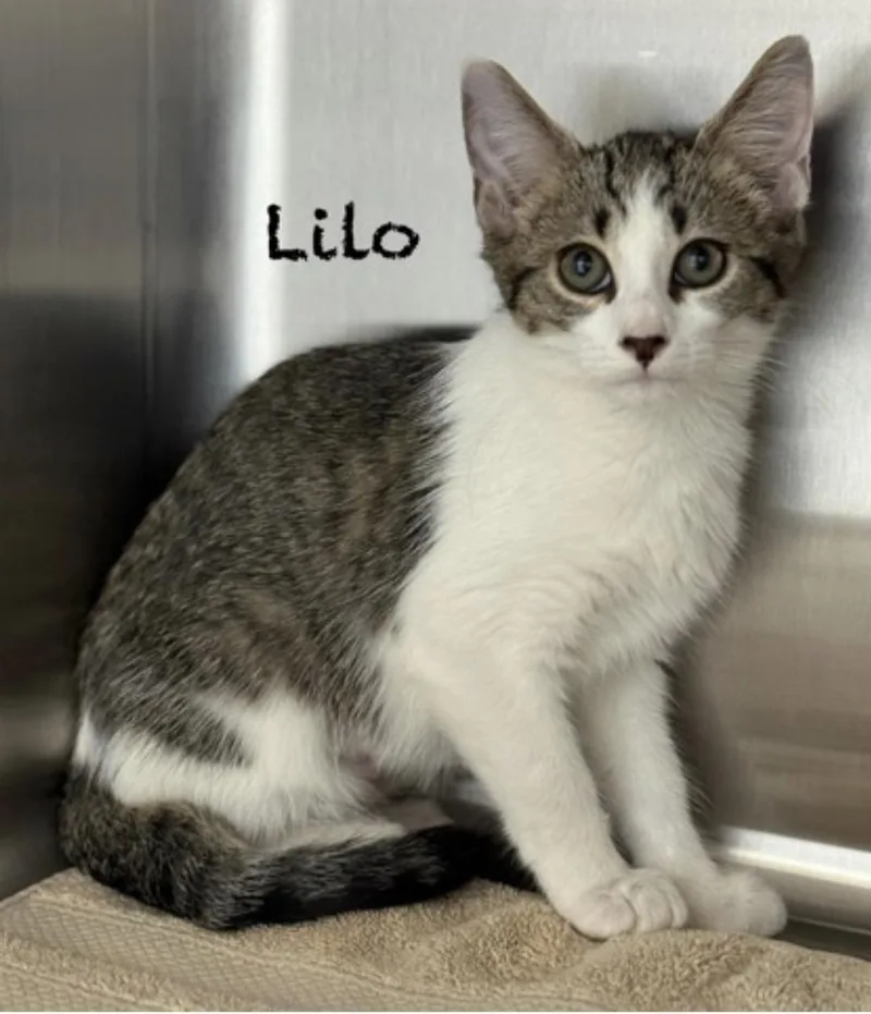 A baby medium-sized male Tabby (Brown / Chocolate) Domestic Short Hair cat named Lilo for adoption in Pawleys Island, SC