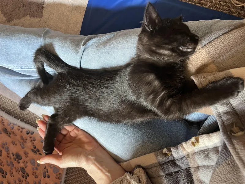 Pepper and Jack or thumbnail 2