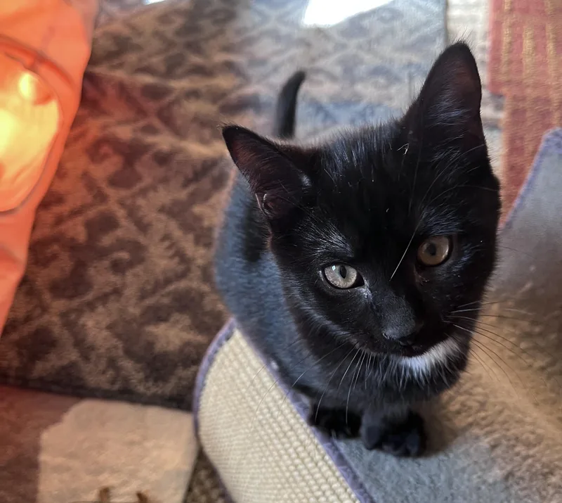 Pepper and Jack or thumbnail 3