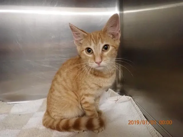 A baby small-sized male Domestic Short Hair cat named Matheny for adoption in Saint Peters, MO