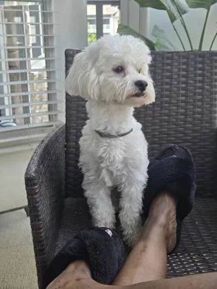 An adult small-sized male Poodle dog named Cash for adoption in West Chester, PA