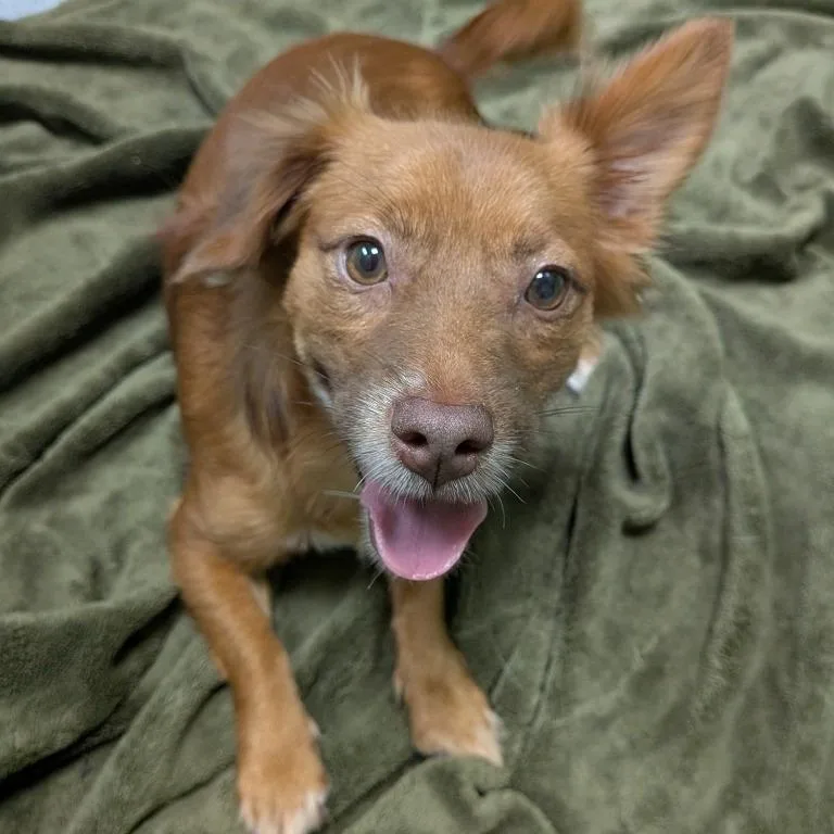 A young small-sized female Chihuahua dog named Stowaway for adoption in Logan, UT