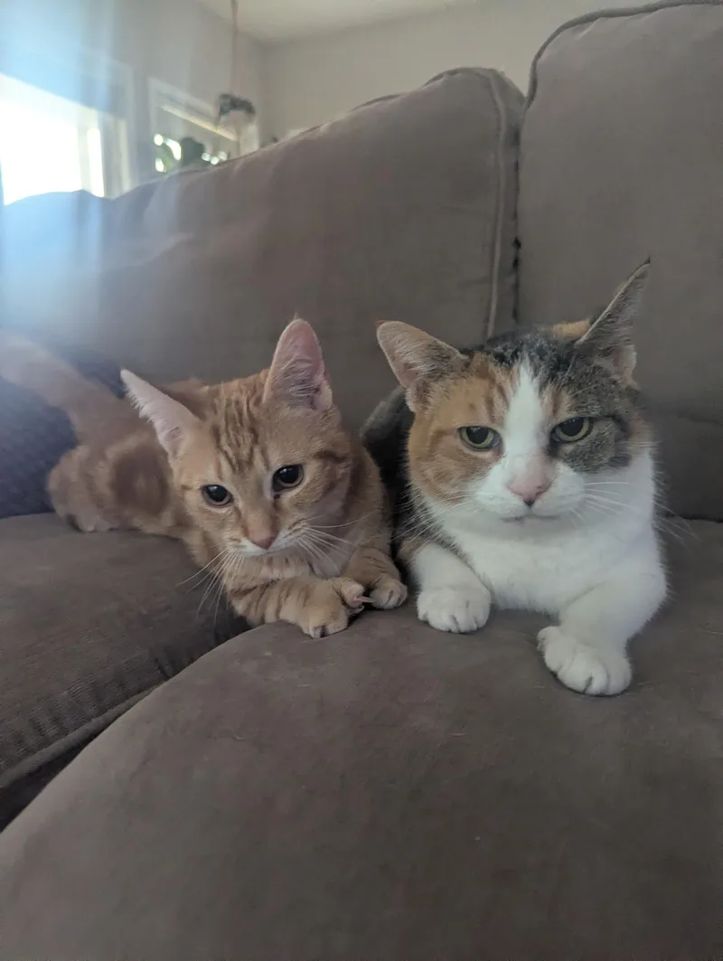 A baby medium-sized female Calico Calico cat named Candy for adoption in Kannapolis, NC
