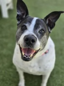 A senior large-sized female Mixed Breed dog named Luna for adoption in Savannah, GA