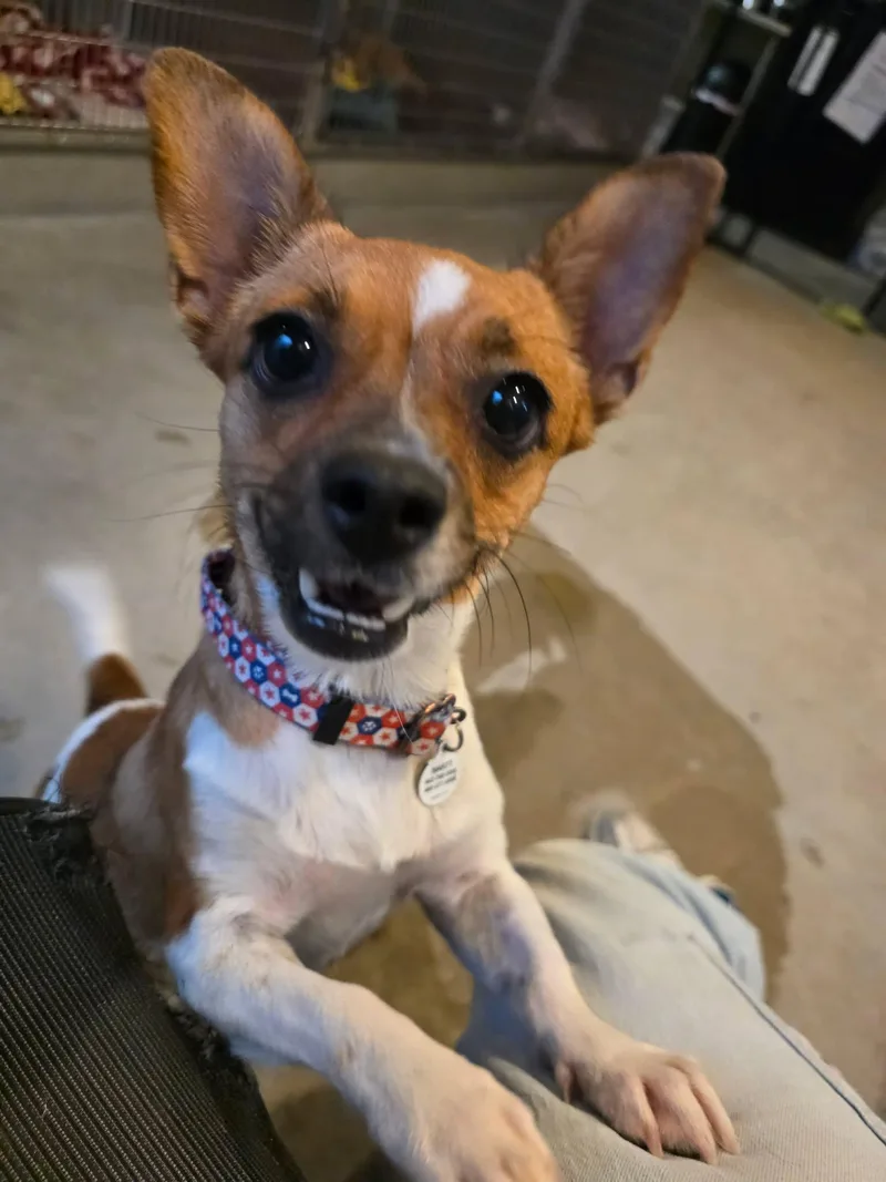 A young small-sized female Apricot / Beige Chihuahua dog named Dorothy for adoption in Phoenix, AZ